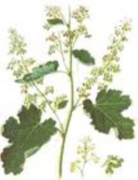 Macleaya Cordata Extract